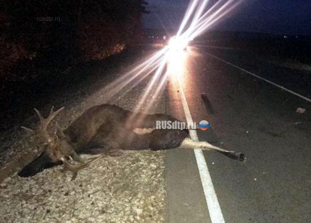В Татарстане мужчина сбил лося и погиб