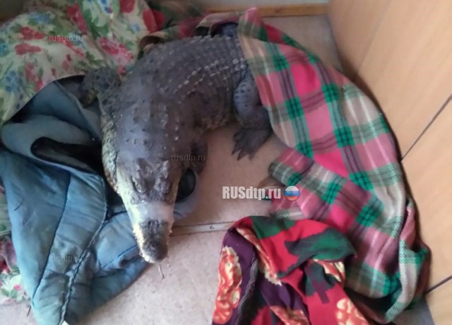 На месте смертельного ДТП под Вологдой нашли крокодила