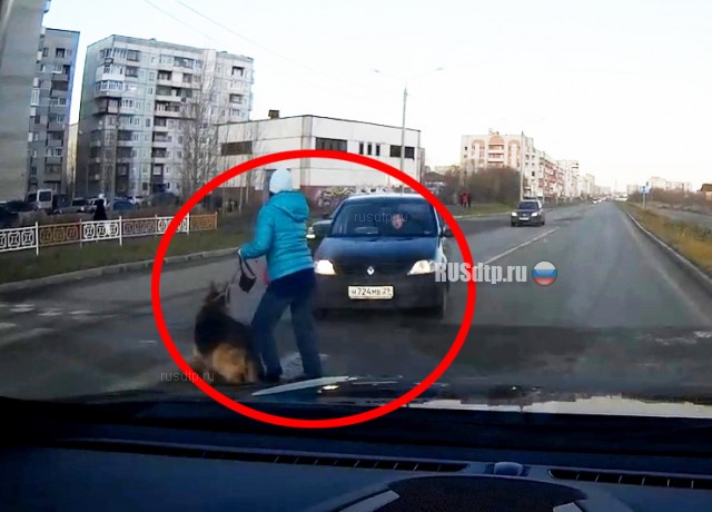 В Северодвинске автомобиль сбил женщину с собакой. ВИДЕО