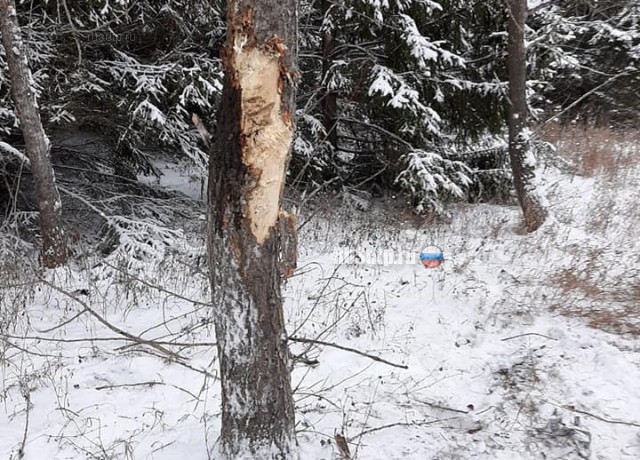 В Башкирии в ДТП с деревом погиб 26-летний пассажир «Соляриса»