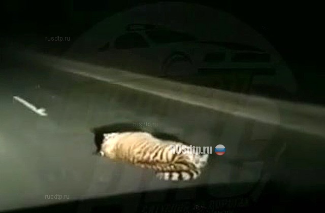 В Приморье в ДТП погиб амурский тигр