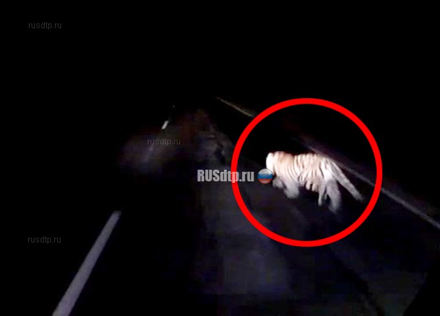Момент наезда на амурского тигра в Приморье запечатлел видеорегистратор