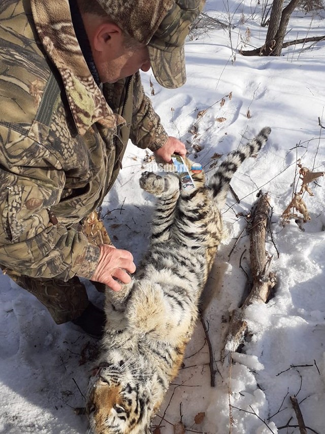 Момент наезда на амурского тигра в Приморье запечатлел видеорегистратор
