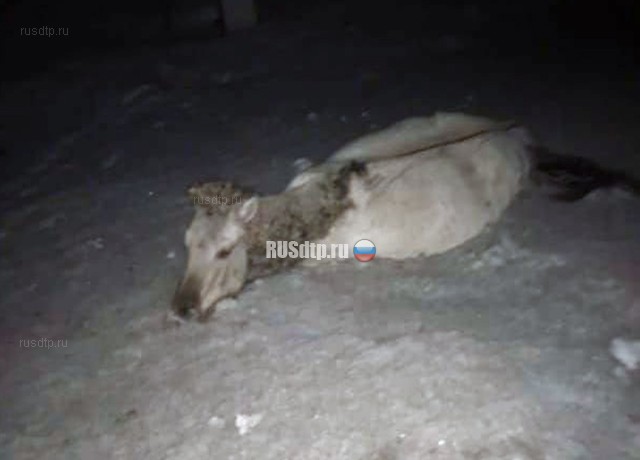 ВАЗ-2115 врезался в табун лошадей в Башкирии