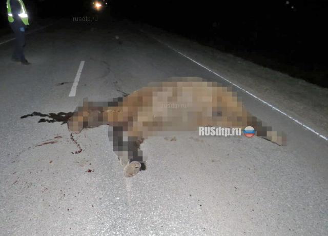 Лошадь и человек погибли в ДТП в Башкирии