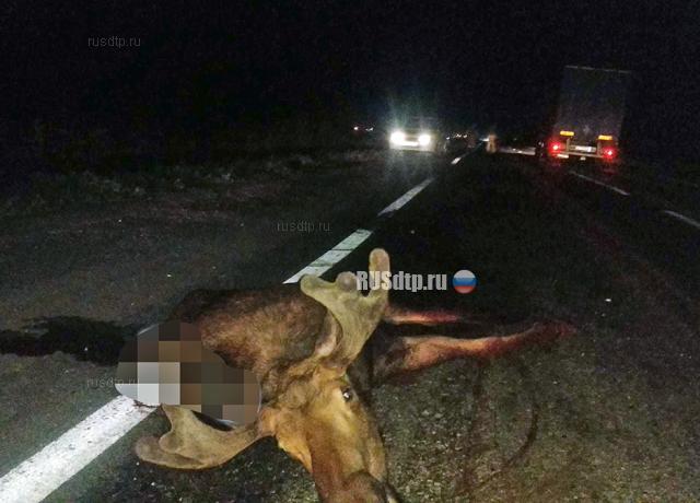 В Самарской области девушка погибла при наезде машины на лося