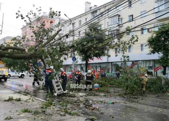 Дерево упало на оживленную дорогу в Рязани. ВИДЕО