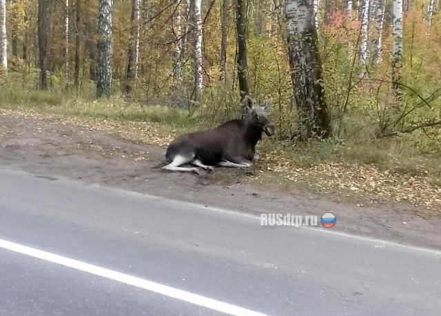 Автомобиль сбил лося в Татарстане. ВИДЕО