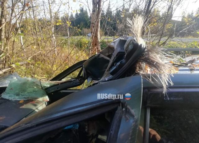 Водитель «Приоры» погиб, сбив лося на дороге