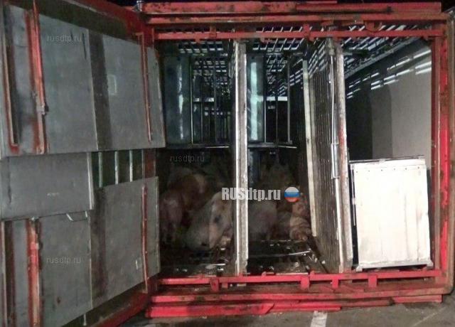 Более 70 свиней погибли в результате ДТП в Воронежской области
