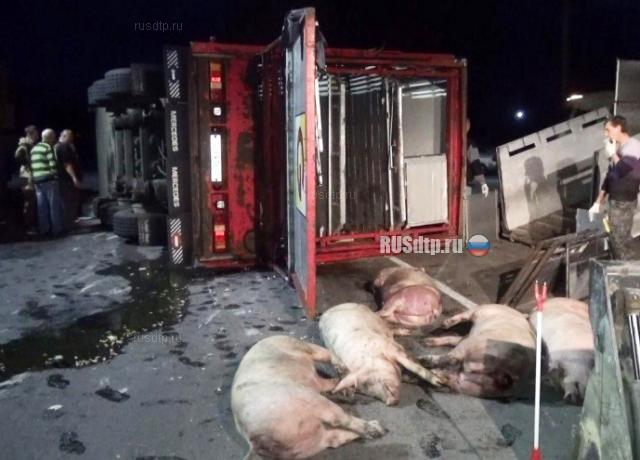 Более 70 свиней погибли в результате ДТП в Воронежской области