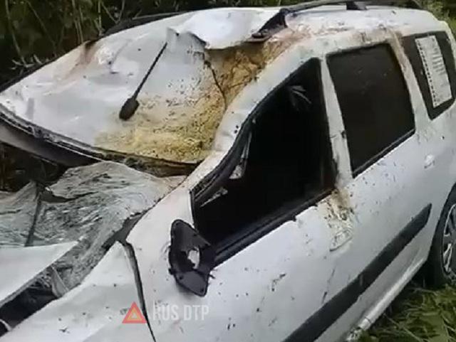 Водитель автомобиля и лось погибли в ДТП в Башкирии