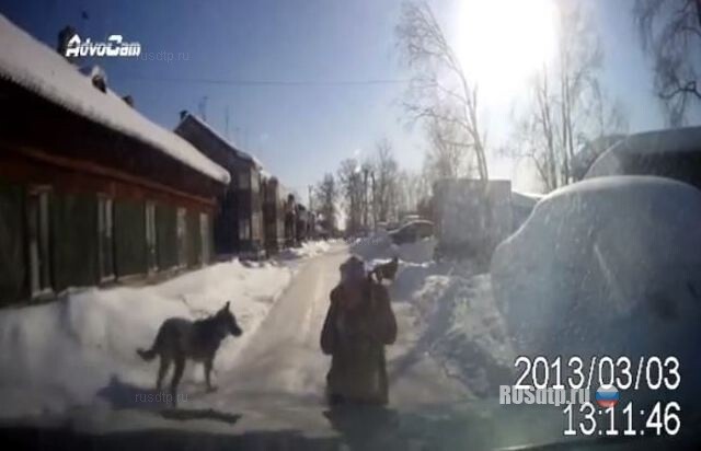 Нападение собак 