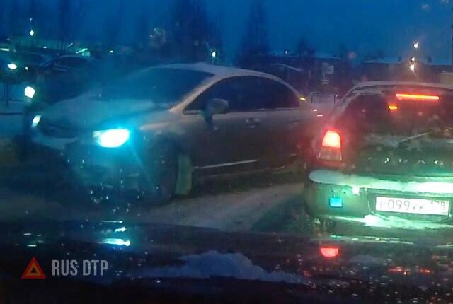 Олень выскочил (c)