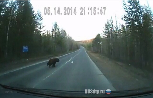 Медведь на дороге