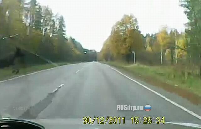 Лосяра напугал 