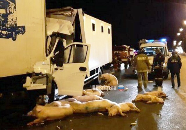 Около 10 свиней и водитель погибли в ДТП на трассе М-2 