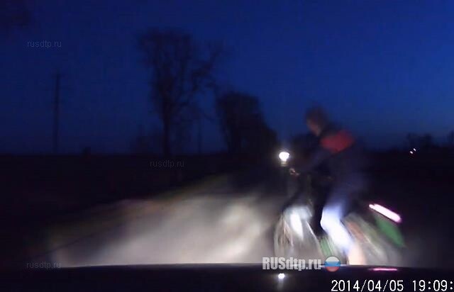 Лось на дороге 