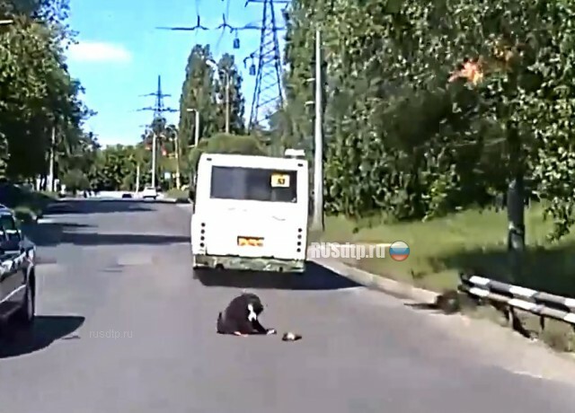В Нижнем Новгороде социальный автобус сбил собаку