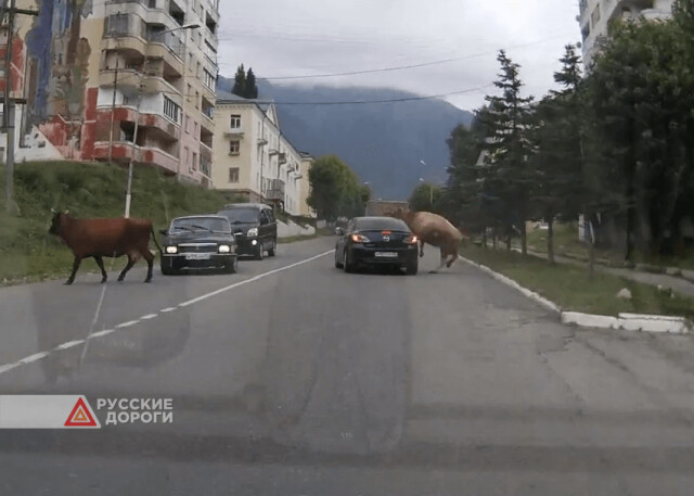Корова выбежала на дорогу и врезалась в легковой автомобиль