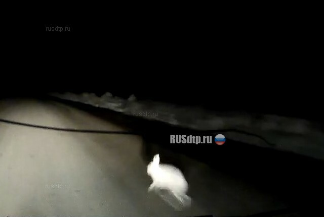 Сбил зайца в Челябинске