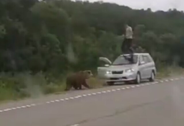 На Камчатке водитель решил покормить медведя, но в итоге сам едва не стал кормом