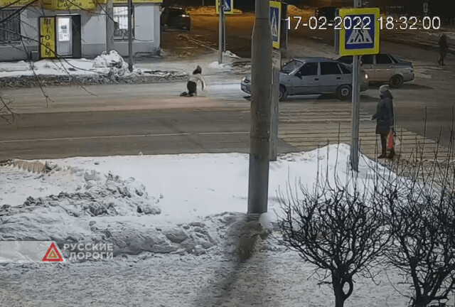 Автомобиль сбил девушку на пешеходном переходе в Ялуторовске