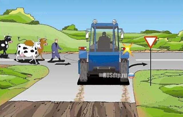Трактор выезжает с грунтовой дороги. Должен ли водитель пропустить стадо коров с пастухом? 