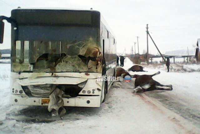 В Башкирии в ДТП с автобусом погибли четыре лошади 