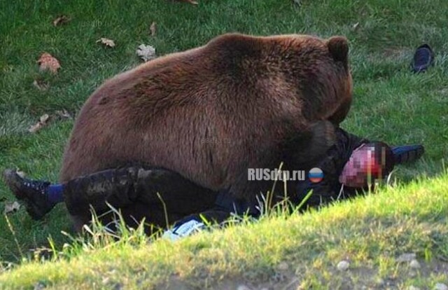 В Башкирии медведь съел попавшего в ДТП водителя 