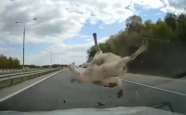 Неожиданность на трассе: овца перепрыгнула через ограждение и попала под колеса автомобиля 