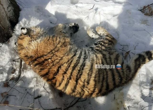 Момент наезда на амурского тигра в Приморье запечатлел видеорегистратор 