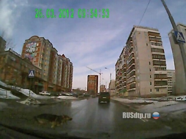 Задавил пса 