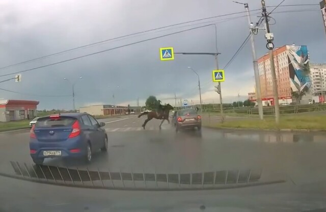 Видеорегистратор запечатлел как всадник на лошади попал под колеса автомобиля в Магнитогорске