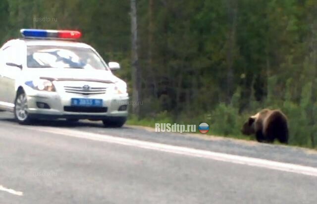 В ХМАО сотрудники ДПС при помощи сирены отогнали медведя от трассы 