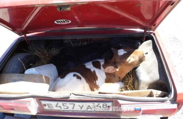 Перевозил телят с многочисленными нарушениями 