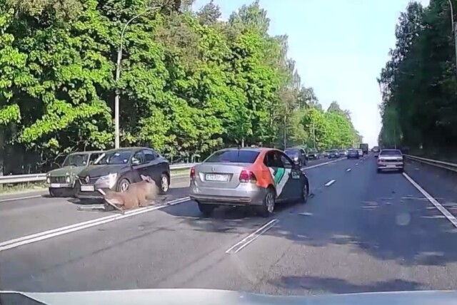 «Делимобиль» сбил лося на Выборгском шоссе: видеорегистратор запечатлел момент наезда 