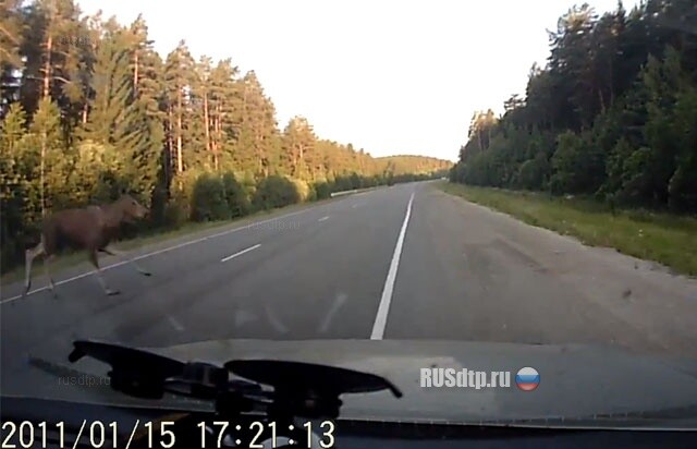 Лосиный тест 