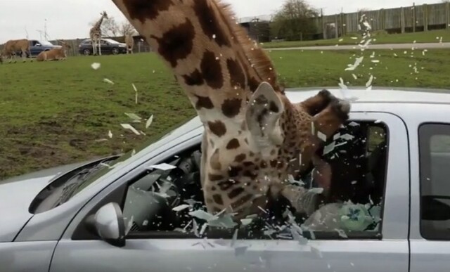 Любопытный жираф разбил боковое стекло автомобиля