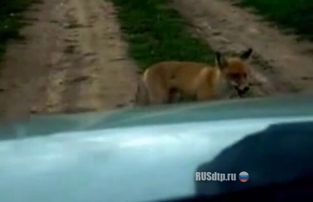 Нападение лисицы 