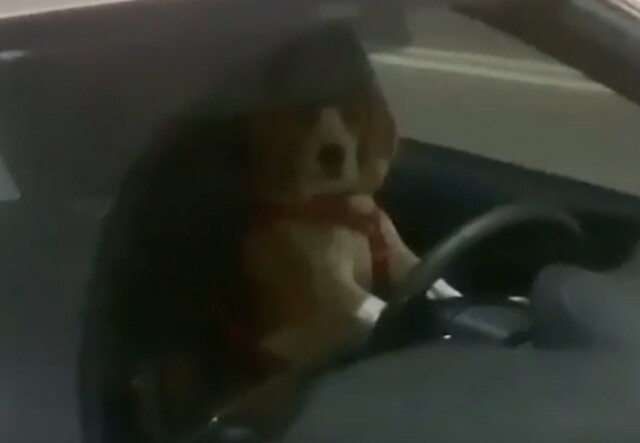 В Ростове собака за рулем давила на клаксон, вызвав удивление у прохожих 