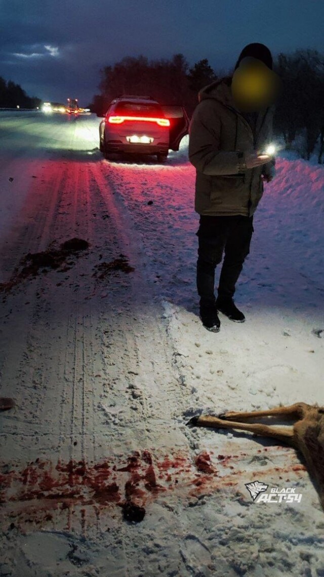 На трассе Барнаул — Новосибирск автомобиль сбил косулю, которая убегала от волка 