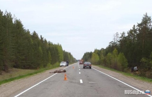 Сбили насмерть лося 