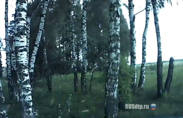 Дотянул до берез 