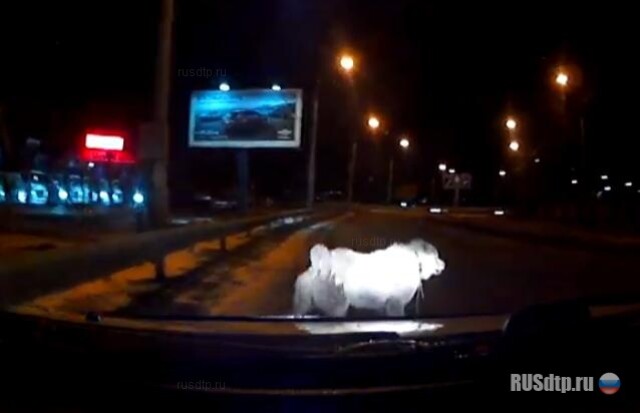 Атака собаки 