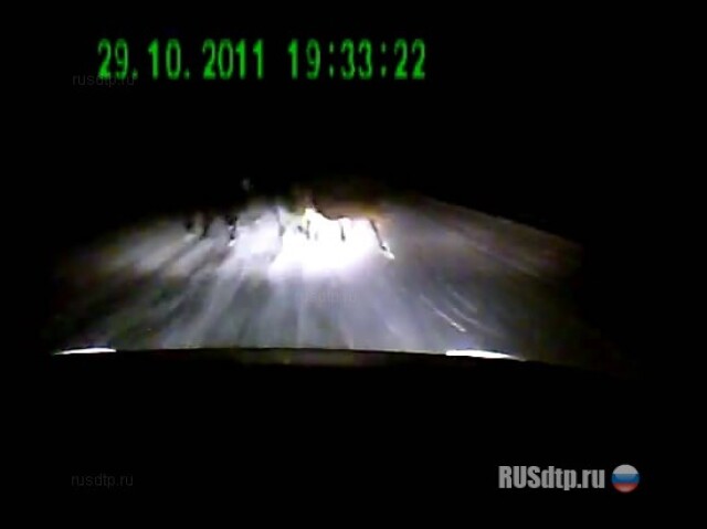 Коровы на трассе 