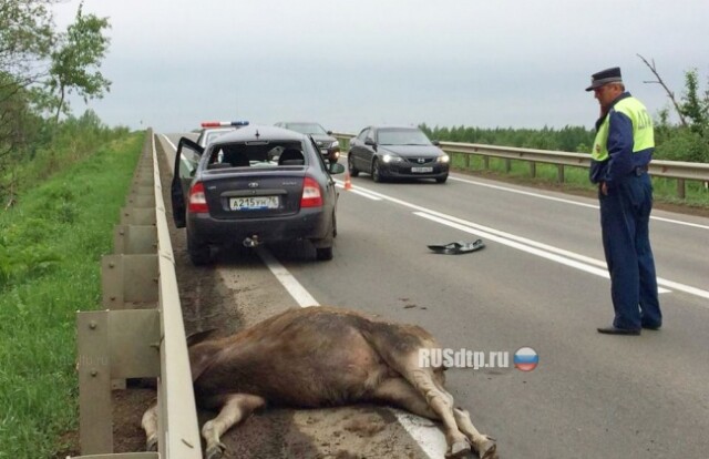 Внимание! Миграция лося! 