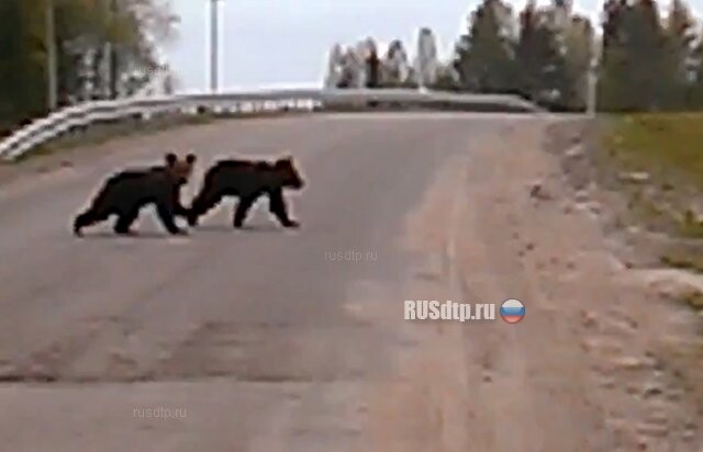 Медвежата на дороге