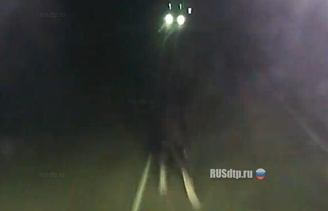 Животное на дороге 