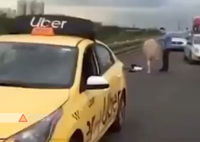 Таксист разделся догола посреди МКАД